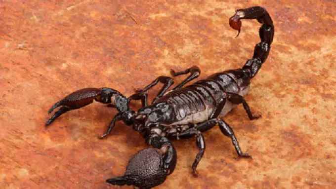 Ilustrasi kalajengking (iStock)