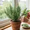 Cara Menanam Rosemary di Dalam Ruangan, Simak 7 Langkahnya agar Tumbuh Subur Sepanjang Tahun