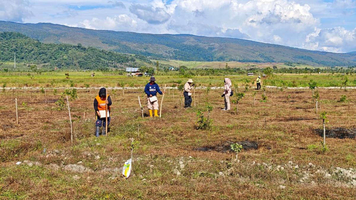 Gandeng Warga Lokal, Badan Bank Tanah Sulap 4 Ha Tanah di Poso jadi Lahan Produktif