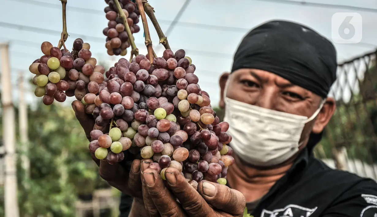 Anggota Komunitas Anggur Jakarta, Tarto Blendhot (48), merawat kebun anggur di Vezo Grapes Farm, Cilincing, Jakarta Utara, Selasa (7/9/2021). Berawal hobi bercocok tanam, Tarto menyulap lahan tak terawat seluas 800 meter persegi menjadi kebun budi daya bibit anggur. (merdeka.com/Iqbal S. Nugroho)