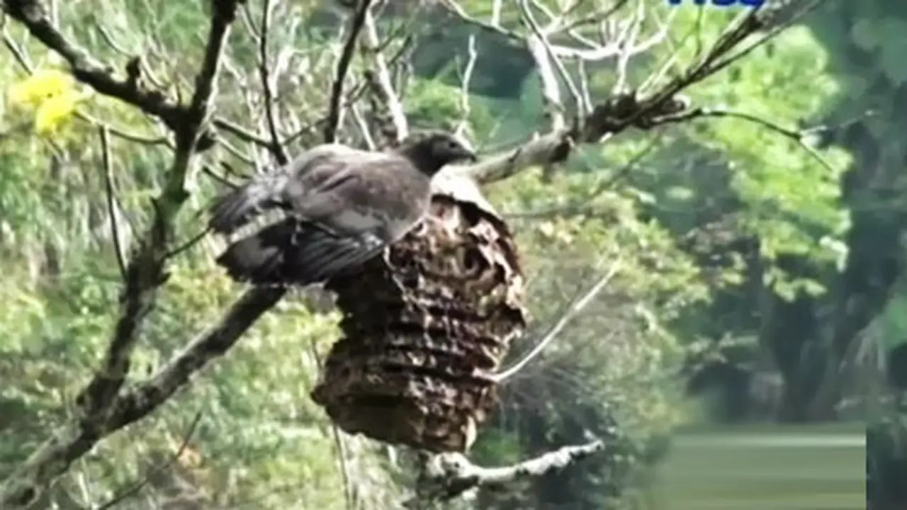 Burung-Migrasi
