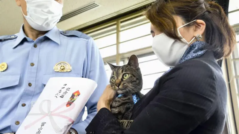 kucing di Jepang dapat penghargaan