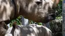 Bayi badak putih selatan berusia 29 hari terlihat bersama induknya A-ju di sebuah kandang di Kebun Binatang Leofoo Village, Taiwan, Selasa (6/8/2019). Petugas kebun binatang akan memberi kesempatan kepada publik untuk menamai bayi badak jantan yang lahir pada Juli 2019 lalu tersebut. (Sam YEH / AFP)