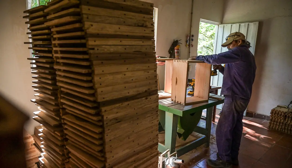 Seorang pekerja membuat sarang lebah dengan kayu ilegal di kotamadya Socorro, Santader, Kolombia, pada 3 Desember 2023. (Juan BARRETO/AFP)