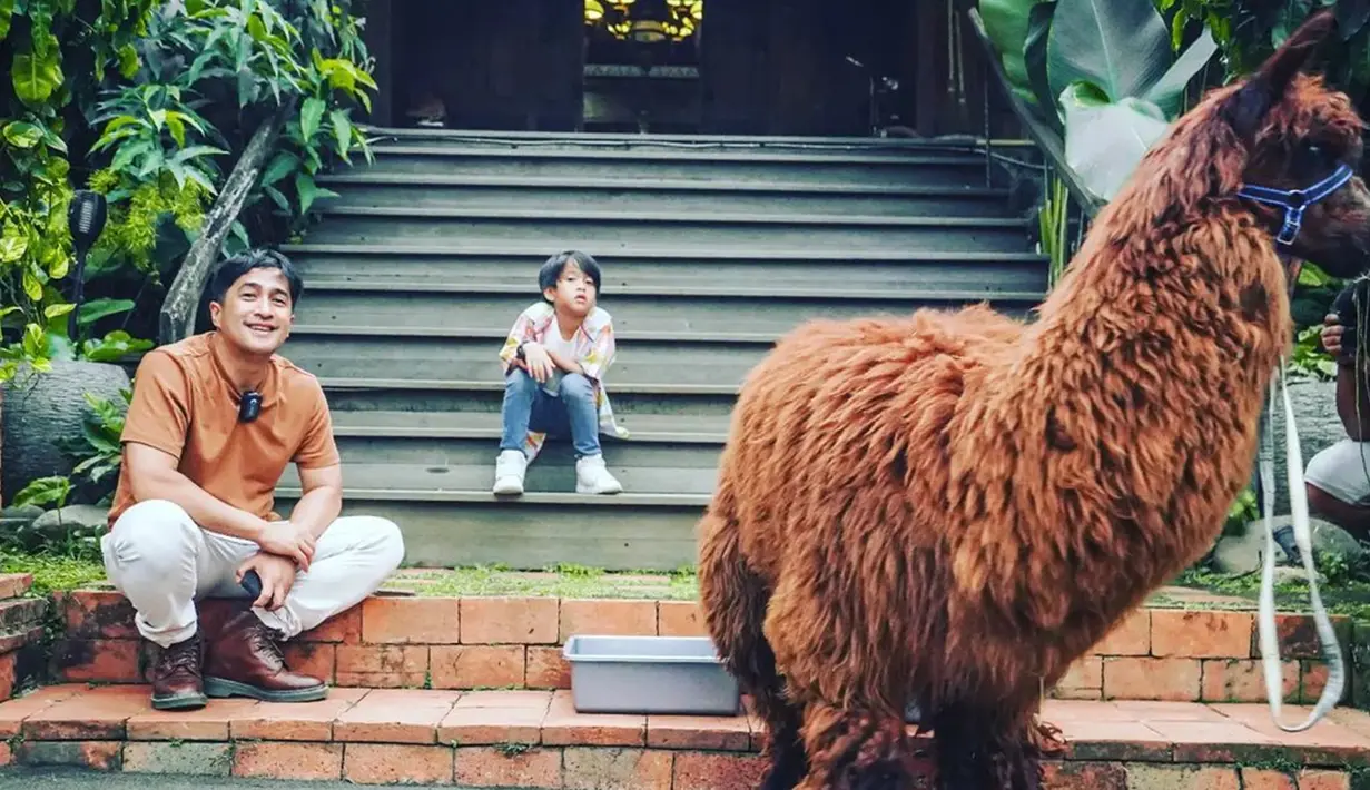 Bertemu pertama kali di Lembang Park Zoo, Irfan Hakim mengaku ingin mengadopsi Alpaca. Suami Della Sabrina Indah Putri ini juga mengaku sudah lama ingin memelihara hewan tersebut karena rasa kekagumannya. Kini, ia pun berhasil membawa Poka ke rumahnya. (Liputan6.com/IG/@irfanhakim75)