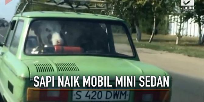 VIDEO: Aneh tapi Nyata, Sapi Naik Mobil Mini Sedan