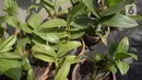 Anggrek jenis dendrobium terlihat di tempat pembibitan budi daya anggrek, Pocis, Kecamatan Setu, Tangerang Selatan, Banten, Senin (31/8/2020). Anggrek dendrobium pesanan pembeli akan dikirim ke berbagai daerah, kebanyakan pemesan dari Kalimantan dan Sulawesi. (merdeka.com/Dwi Narwoko)