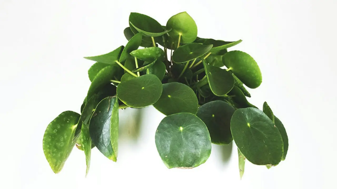 Ilustrasi tanaman Pilea, koin China