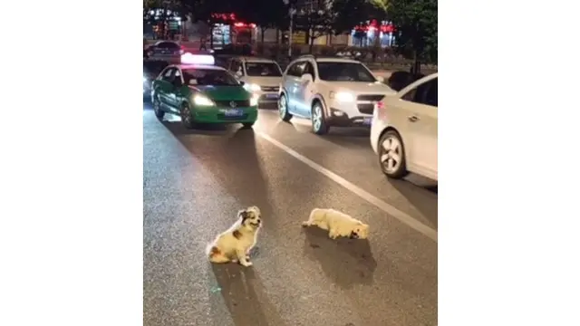 Bikin Haru, Anjing Ini Setia Menjaga Temannya yang Tertabrak Mobil