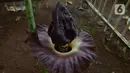 Bunga Bangkai (Amorphophallus Titanium) yang tumbuh di Taman Perumahan Pondok Kopi RW 09, Jakarta Timur, Rabu (17/11/2021). Bunga bangkai yang sudah ditanam selama 4 tahun dengan tinggi 50 cm baru tumbuh bunga 3 hari dan mengeluarkan bau tidak sedap. (merdeka.com/Imam Buhori)
