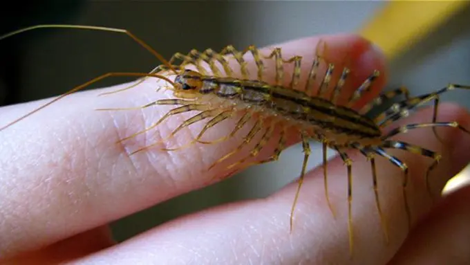 Copyright ferrebeekeeper.wordpress.com