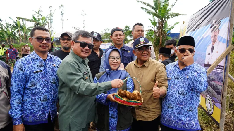 Bupati Garut Rudy Gunawan bersama petani dan staf dinas Pertanian melakukan panen perdana kentang di Kecamatan Cisurupan, Garut, Jawa Barat.