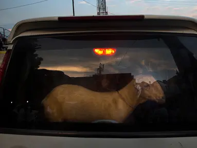 Pembeli membawa seekor kambing di dalam mobil dari sebuah pasar jelang Hari Raya Idul Adha 1438 H  di New Delhi, India, (30/8). umat Muslim dari seluruh dunia sedang mempersiapkan menyambut Idul Adha 1438 H. (AP Photo / Manish Swarup)