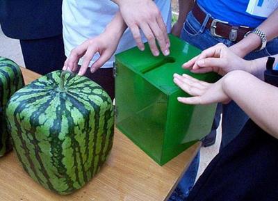 Kotak khusus untuk membentuk semangka kotak. | Foto: copyright buzzfeed.com
