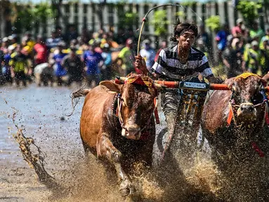 Seorang joki memacu sapi saat karapan dalam Festival Sapeh Brujul di Probolinggo, Jawa Timur pada Minggu 24 Mei 2026. (Juni KRISWANTO/AFP)