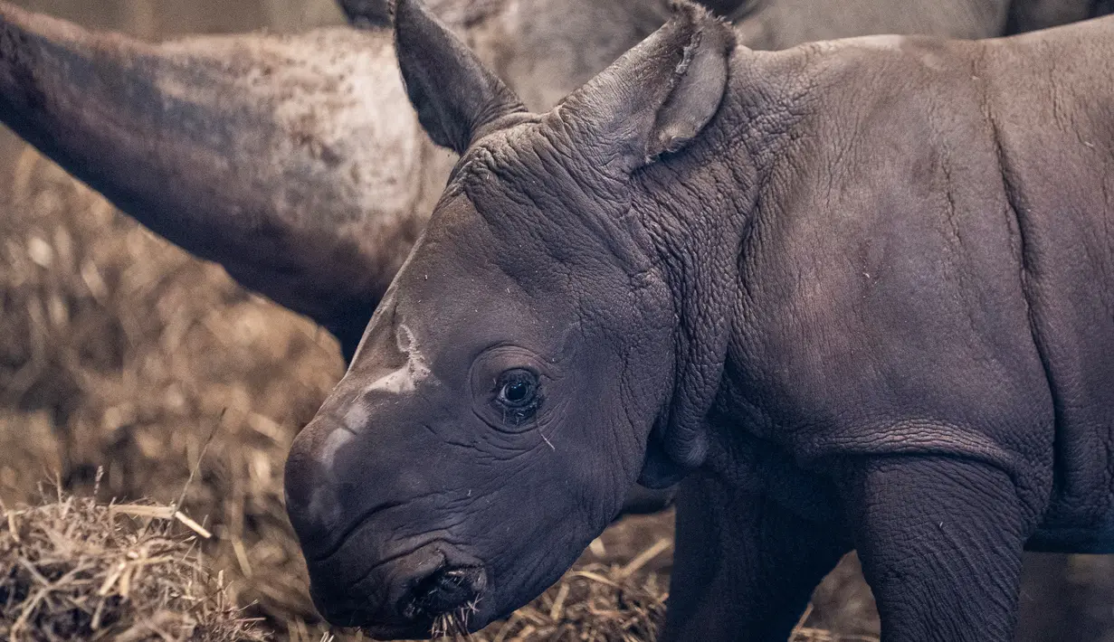 Badak putih yang baru lahir bersama induknya di kandang mereka di Kebun Binatang Kopenhagen, Denmark, Rabu (15/4/2020). Kelahiran badak putih merupakan kejadian yang cukup langka, mengingat angka kelahiran bayi badak di dunia sangat jarang. (Niels Christian Vilmann/Ritzau Scanpix/AFP)