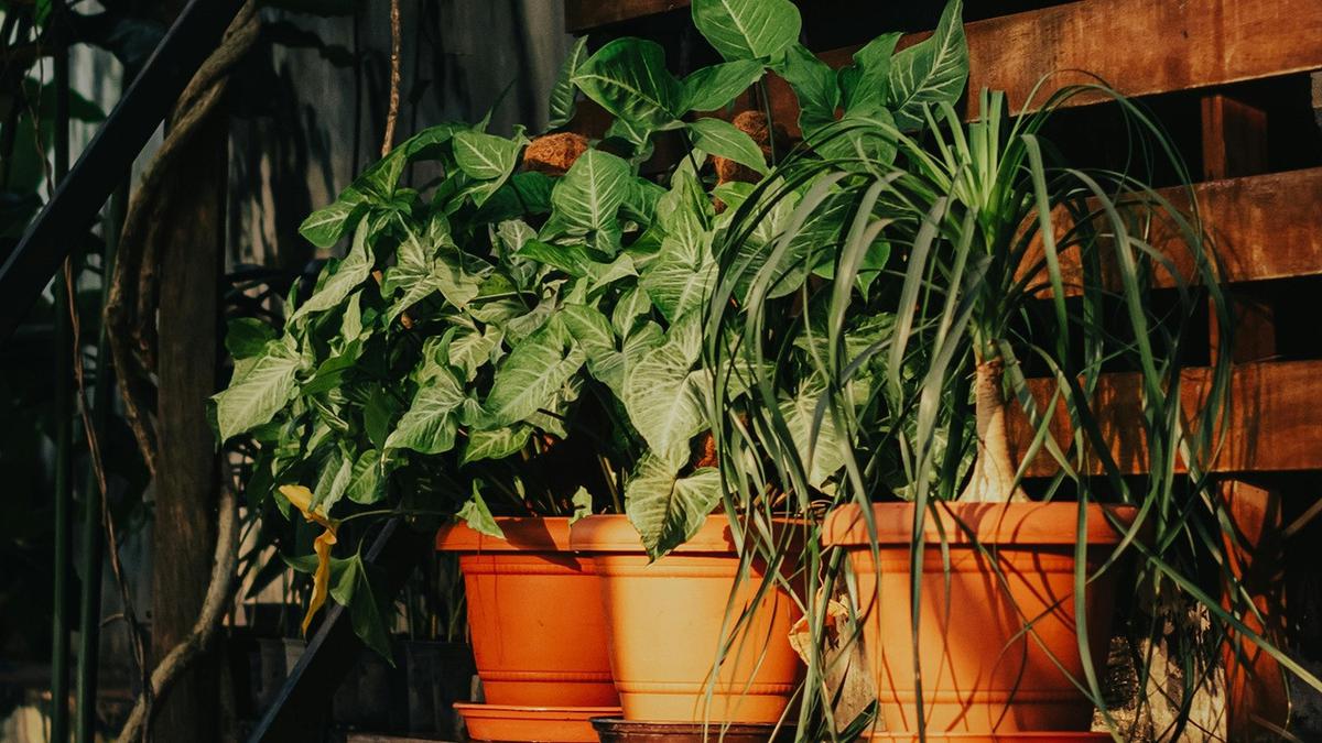 12 Tanaman Hias Unik yang Aman untuk Hewan, Rumah Estetik Ramah Anabul