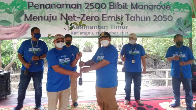 Tanam mangrove