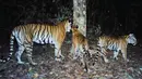 Sebuah populasi baru harimau Indocina yang terancam punah ditemukan di taman nasional di Thailand timur, 28 Maret 2017. Perangkap kamera menemukan sebuah populasi kecil dengan setidaknya enam anak harimau di dalam hutan itu. (HO/DNP-FREELAND/PANTHERA/AFP)