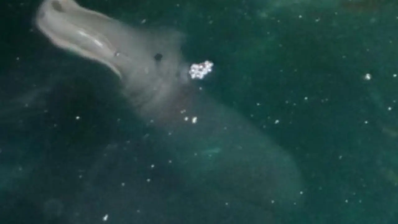 Makhluk Misterius Tertangkap Kamera di Gua Laut Yunani