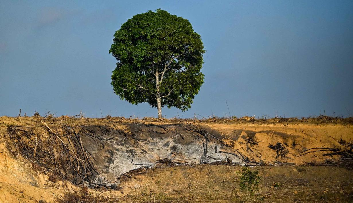 Sebuah pohon tunggal terlihat di area penanaman baru yang telah diratakan dengan buldoser untuk perkebunan kelapa sawit di Lamno, Provinsi Aceh, pada Minggu 18 Januari 2026. Deforestasi di Provinsi Aceh disebut-sebut telah melampaui ambang batas kehilangan tutupan hutan sejak tahun 2007. (CHAIDEER MAHYUDDIN/AFP)