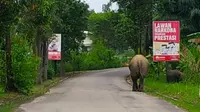 Gajah Seruni dan anaknya terlihat bermain di pinggir jalan Duri, Kecamatan Mandau, Bengkalis. (Liputan6.com/M Syukur)
