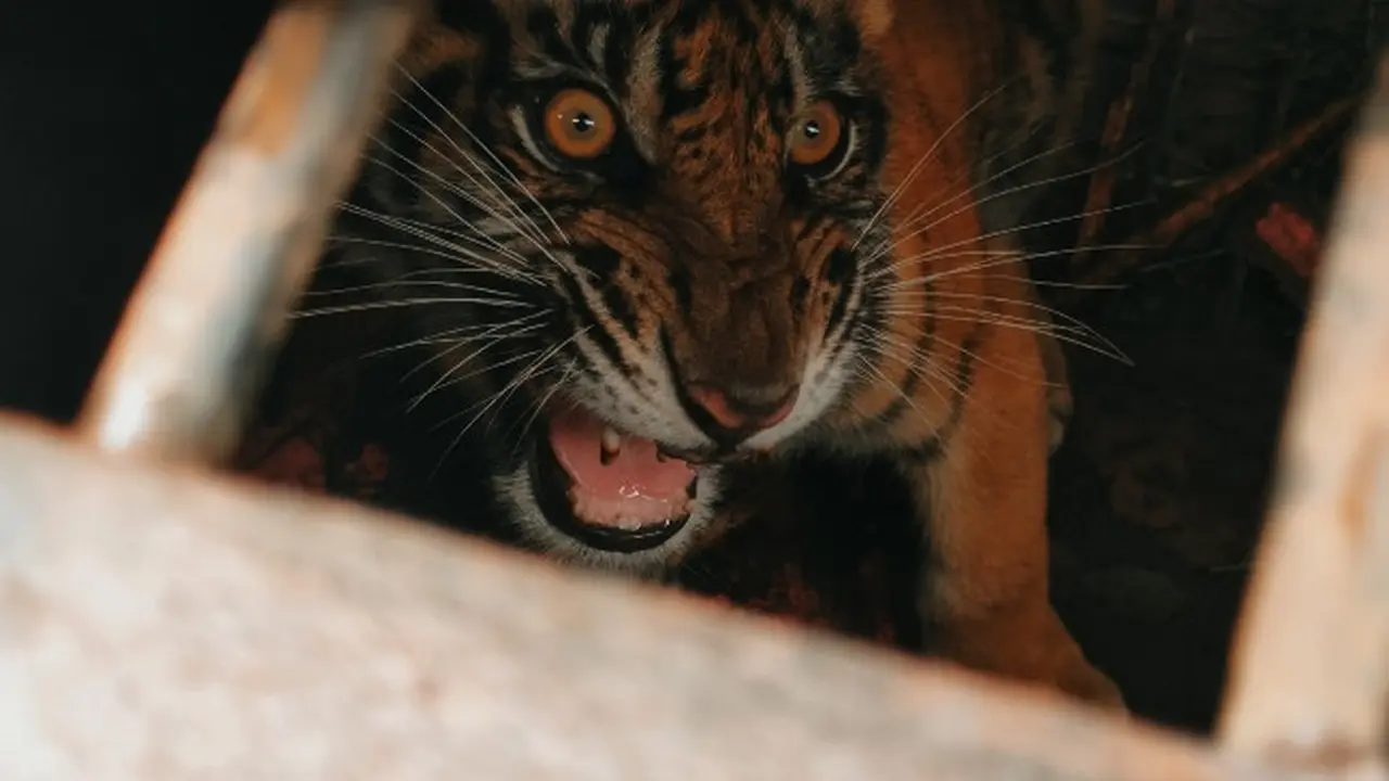 Harimau Sumatra.