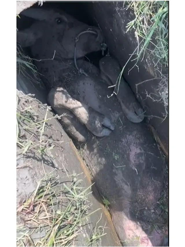 Viral Sapi Terjepit di Selokan Sempit Ini Dikira Mati, Ternyata Masih Hidup