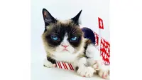 Grumpy Cat (Sumber: Instagram/realgrumpycat)