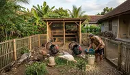 Ide Memelihara Ayam Kalkun Skala Rumahan, dari Hobi hingga Peluang Bisnis