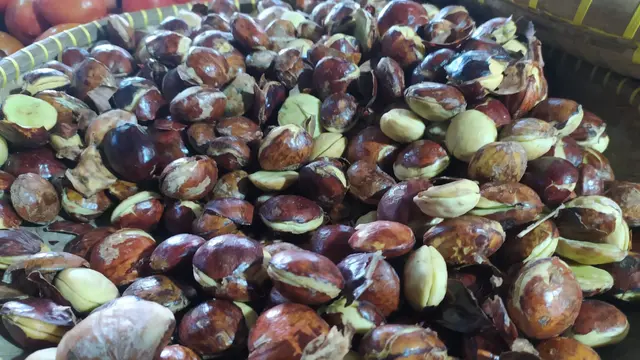 Saat ini harga jengkol bertahan di angka Rp 40-50 ribu per kilogram, mengguli ayam yang hanya Rp 25-30 ribu per kilogram. Sementara jika pasokan seret, harganya bisa melonjak hingga dua kali lipat.