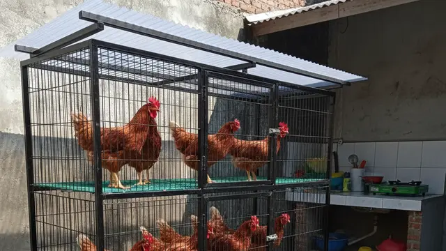 Desain Kandang Ayam Petelur Rumahan Inovatif. AI
