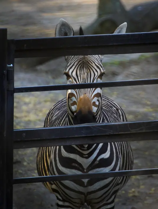 Seekor zebra terlihat di Kebun Binatang Warsawa di Warsawa, Polandia (16/4/2020). Pihak kebun binatang berusaha memberikan layanan kepada pengunjung dengan streaming konten daring. (Xinhua/Jaap Arriens)