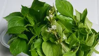 Bukan Cuma Enak untuk Lalapan, Ini 3 Manfaat Daun Kemangi yang Tak Terduga