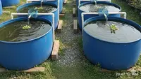 8 Trik Ternak Ikan Agar Panen Cepat dan Harga Jual Tinggi, Raih Untung Maksimal