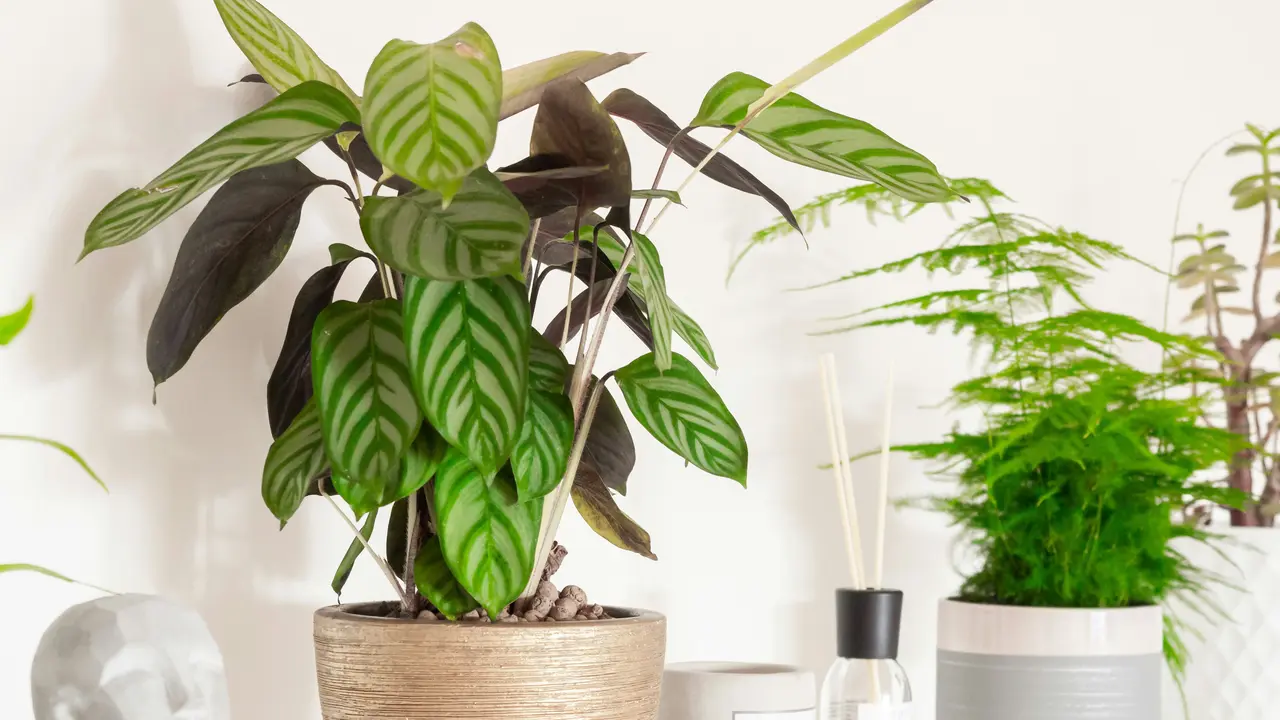 Ilustrasi Tanaman Calathea/Photo by Katka Pavlickova on Unsplash