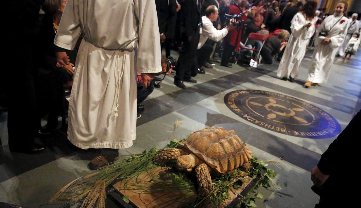 Seekor penyu dikawal untuk diberi pemberkatan pada 31st annual Feast of Saint Francis di gereja Katredal Santo John the Divine, New York, Minggu (4/10/2015). (REUTERS/Elizabeth Shafiroff)