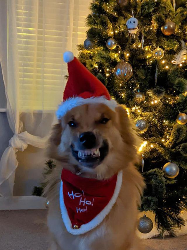 7 Potret Kocak Hewan Saat Natal, Heboh Banget