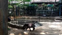 Bayi tapir berjenis kelamin jantan ini lahir pada 28 Juli 2017, di Kebun Binatang Bandung. (Liputan6.com/Huyogo Simbolon)