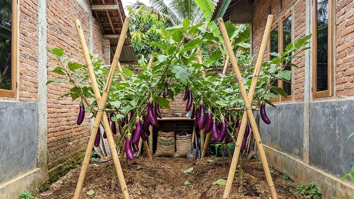 10 Ide Kebun Terong di Kebun Ukuran 2x2 Tapi Panen Melimpah, Produktif dan Tahan Hama