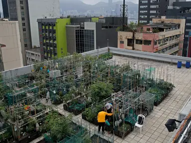Suasana saat para pekerja memanen sayur dan buah di sebuah kebun yang berada di atap gedung industri di Hong Kong, Minggu (18/3). Bercocok tanam di atap sebuah gedung menjadi tren unik di Hong Kong. (AP Photo/Kin Cheung)