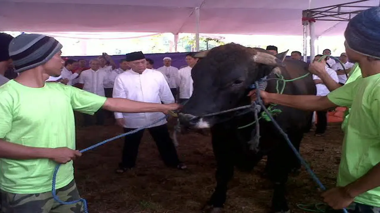 Bos BI Sumbang Hewan Kurban