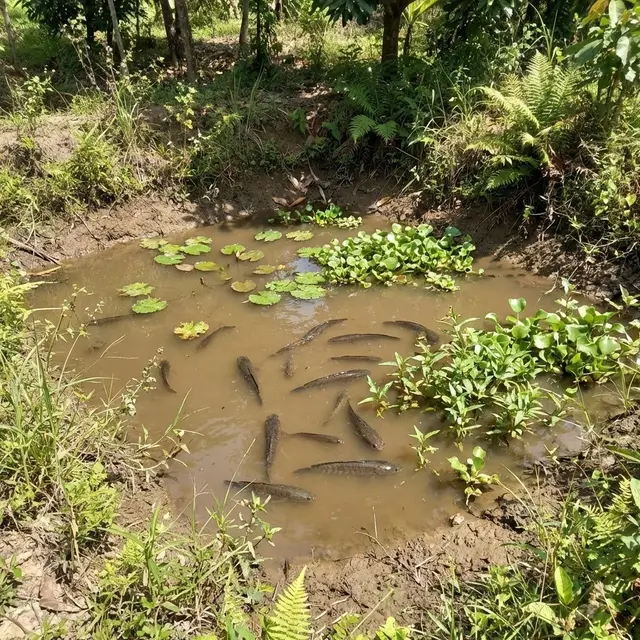 Peluang Ternak Ikan Kolam Tanah di Desa