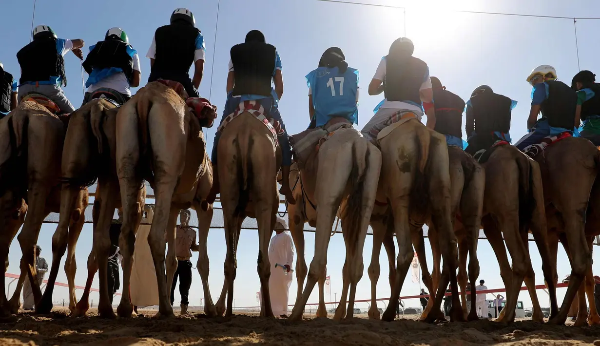 Sejumlah joki bersiap di garis start saat mengikuti lomba balap unta di festival unta Sheikh Sultan Bin Zayed al-Nahyan di arena pacuan shweihan di al-Ain di pinggiran Abu Dhabi (2/2). (AFP Photo/Karim Sahib)