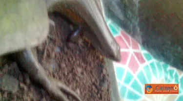 Citizen6: Seekor kadal memiliki ekor yang bercabang dua ditemukan oleh pemilik rumah yang sedang membersihkan kandang burung. (Pengirim: Xerox Bay)