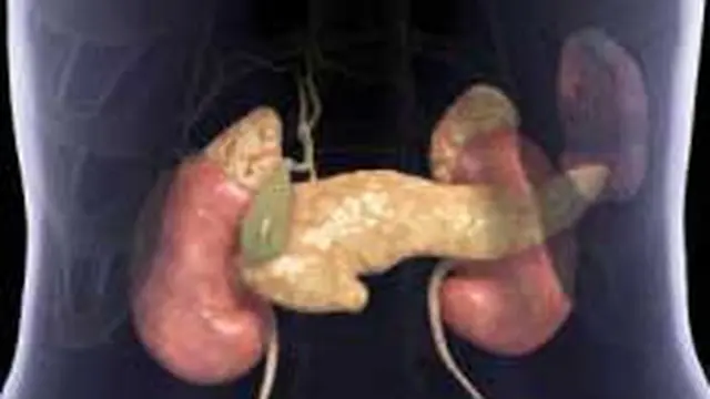 Pankreas Adalah Organ pada Sistem Pencernaan, Ketahui Fungsi dan Letaknya