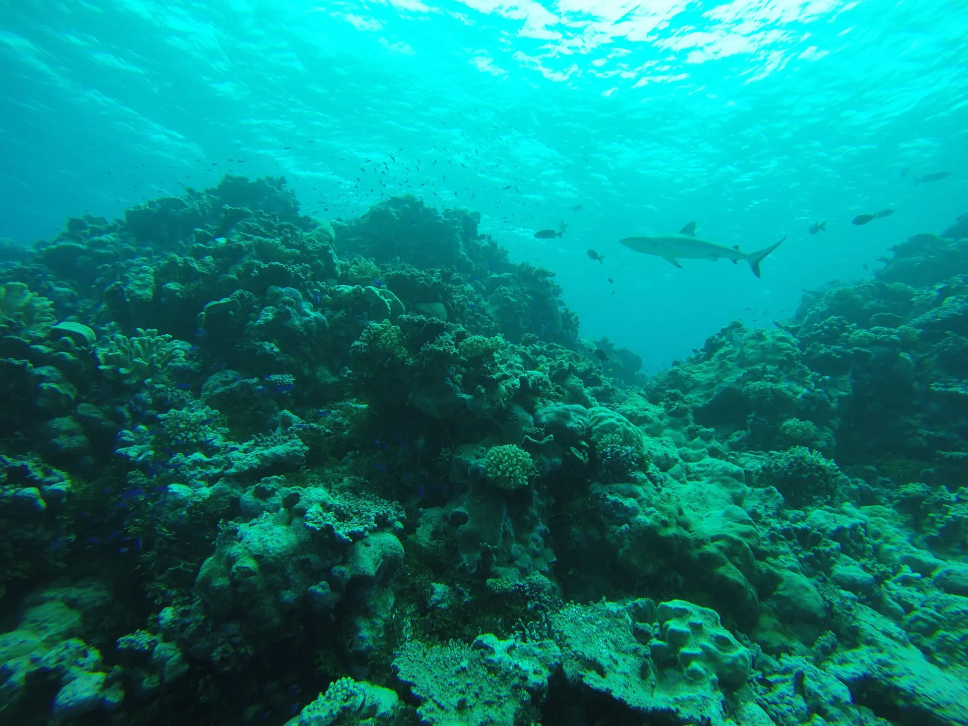 Kondisi biota laut di Bikini Atoll berdasarkan pengamatan ilmuwan Stanford University (Credit: Steve Palumbi)