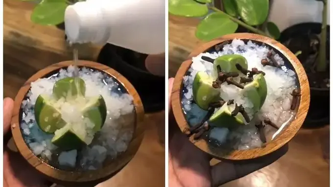 Mengusir Nyamuk dan Kecoa Tanpa Semprotan dengan Murah, Hanya Butuh 3 Bahan Dapur