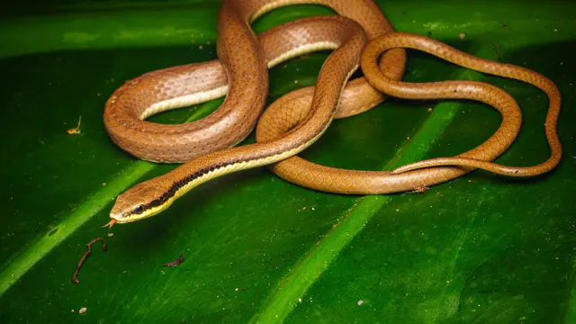 Liopeltis tricolor