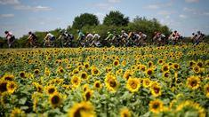 Para pebalap Tour de France saat melintas deretan bunga Matahari pada etape keempat dengan jarak tempuh 207,5 km antara Mondorf-les-Bains dan Vittel, (4/7/2017). (AFP/Lionel Bonaventure)